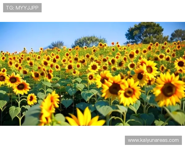探索开运体育在线的神奇力量,让你的每一天都充满正能量和好运气